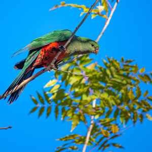 King Parrot (Female)